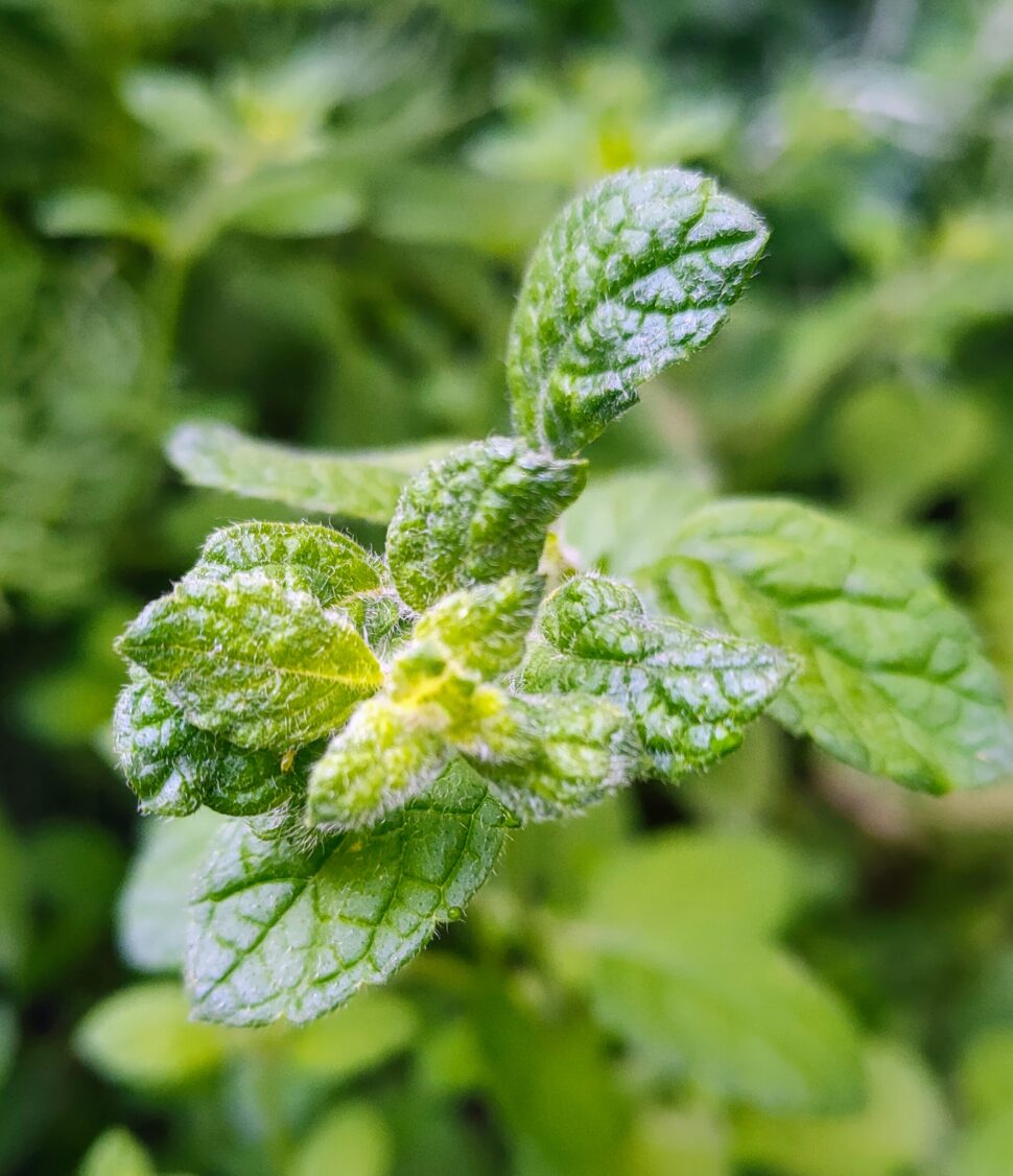 Meduňka lékařská – Melissa officinalis